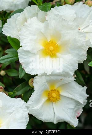 Detaillierte Nahaufnahme von Cistus ladanifer var. petiolatus „Bennetts White“ Stockfoto