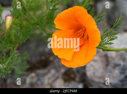 Detailaufnahme einer kalifornischen Mohnblume 'Eschscholzia' Stockfoto