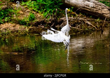 Ein Schneegreiher fliegt vor einem Großen Reiher, der für eine Landung auf Bluff Lake eintrifft. Stockfoto