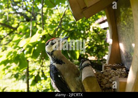 Nahaufnahme des Buntspechtes auf der Vogelfutterstation. Unscharfer natürlicher Hintergrund Stockfoto