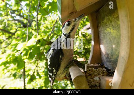 Nahaufnahme des Buntspechtes auf der Vogelfutterstation. Unscharfer natürlicher Hintergrund Stockfoto