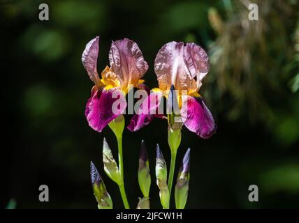 Zwei bunte Bartlilsen blühen (Burgundy Party) vor dunklem Hintergrund in hellem Sonnenlicht. Stockfoto