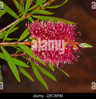 Dunkelrote Blume und grünes Laub von Callistemon 'Great Lakes', einer gebürstenden australischen Pflanze, auf braunem Hintergrund Stockfoto