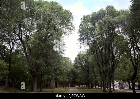 Pfad von Pappeln in einem Park begrenzt Stockfoto