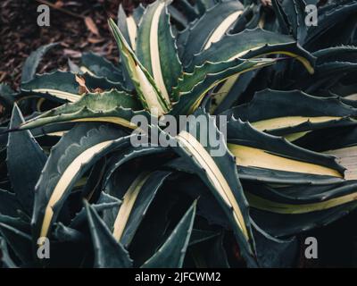 Die Gattung Agave ist vor allem für ihre Sukulenten- und xerophytischen Arten bekannt, die typischerweise große Rosetten aus kräftigen, fleischigen Blättern bilden Stockfoto