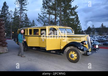 Yellowstone-Nationalpark. USA. 5/21-26/2022. Vintage 1936 White Touring Car (Jammer-Spitzname); Modell 706, 12 Sitze. Yellowstone Park #413. Stockfoto