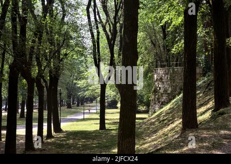 Pfad von Pappeln in einem Park begrenzt Stockfoto