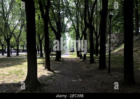 Pfad von Pappeln in einem Park begrenzt Stockfoto