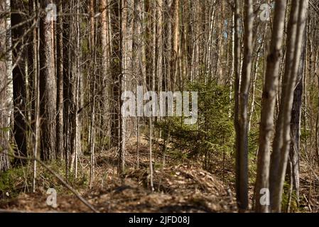 Natur an einem sonnigen Tag mitten im Frühling im Taigawald Stockfoto