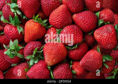 Rote reife Erdbeeren Hintergrund. Nahaufnahme, Draufsicht. Stockfoto