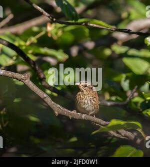 Ein Vesper Sparrow auf einem Ast in Laub Stockfoto