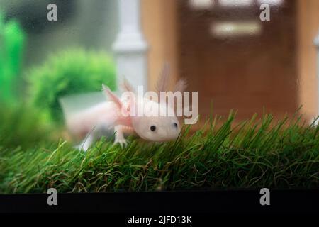 Kleines Axolotl (Ambystoma mexicanum), das auf einem Gras im Aquarium läuft. Baby-Amphibien oder Salamander in einem Fischbecken Stockfoto