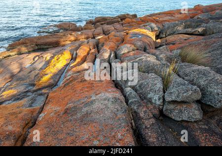 Ein mit Flechten bedeckter Granitfelsen an der Küste der Coles Bay an der Ostküste Tasmaniens in Australien. Stockfoto