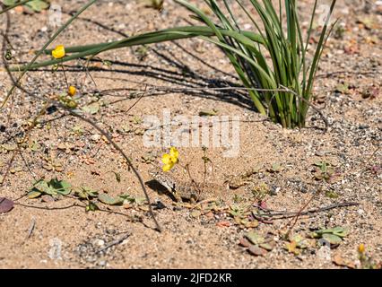 Eidechse sonnen sich in der Nähe ihrer unterirdischen Höhle, in der trockenen Atacama Wüste, während einer Frühlingsblüte Stockfoto