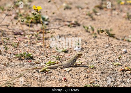 Eidechse sonnen sich in der Nähe ihrer unterirdischen Höhle, in der trockenen Atacama Wüste, während einer Frühlingsblüte Stockfoto