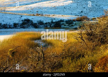 Wunderschönes goldenes Licht auf Schilf in einer gefrorenen Lagune, darunter ein puma-Junge. Torres del Paine Stockfoto