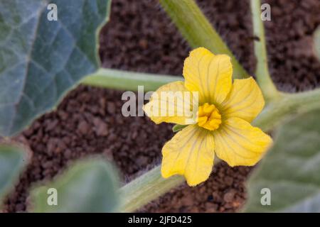 Blume der ökologischen Landwirtschaft, Melonenfrüchte wächst in der Farm. Nahaufnahme einer gelben Blume auf einem Stiel. Stockfoto