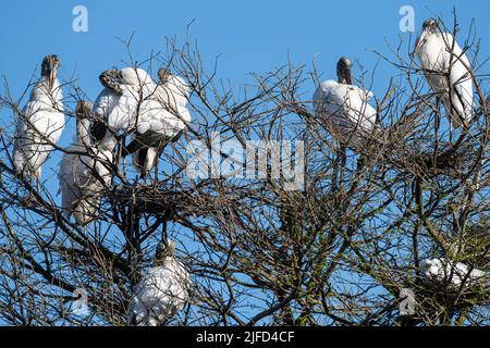 Waldstorch (Mycteria americana) Kolonie in der St. Augustine Alligator Farm Wading Bird Rookery auf Anastasia Island in St. Augustine, Florida. (USA) Stockfoto