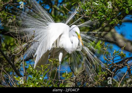 Silberreiher (Ardea alba), der auf einer watenden Vogelkolonie auf Anastasia Island in St. Augustine, Florida, Brutgefieder zeigt. (USA) Stockfoto
