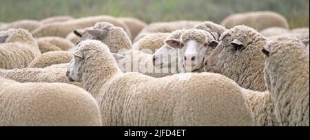 Ein Schaf in einer Herde, das in die Kamera schaut Stockfoto
