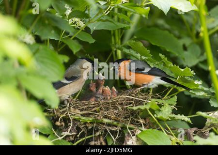 Eurasischer Gimpel Pyrrhula pyrrhula, ausgewachsenes Paar, das Küken im Nest füttert, Suffolk, England, Juni Stockfoto