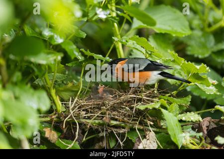 Eurasischer Gimpel Pyrrhula pyrrhula, erwachsenes Männchen, das Küken im Nest füttert, Suffolk, England, Juni Stockfoto