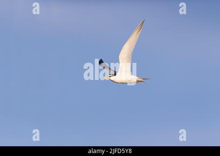 Kleine Seeschwalbe Sterna albifrons, Erwachsene fliegen, Suffolk, England, Juni Stockfoto