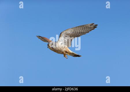 Falco tinnunculus, erwachsener männlicher Flughund, Suffolk, England, Juni Stockfoto