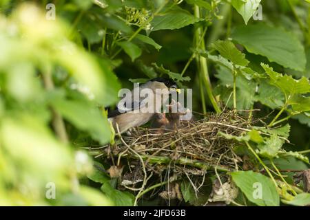 Eurasischer Gimpel Pyrrhula pyrrhula, ausgewachsenes Weibchen, das Küken im Nest füttert, Suffolk, England, Juni Stockfoto