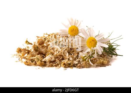 Ein Haufen getrockneter Kräuterapotheke medizinische Kamille mit frischen Blumen auf weißem Hintergrund. Stockfoto