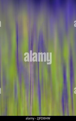 Bewegungsunschärfe-Bild von einigen violetten Blumen in einem Grasfeld. Gibt ein farbenfrohes, aber abstraktes Bild. Stockfoto