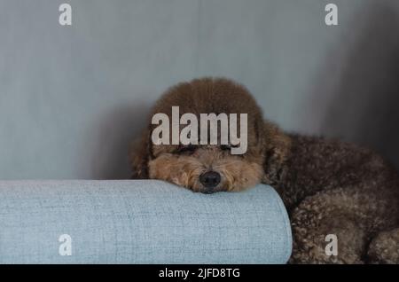 Liebenswert schwarz Pudel Hund schläft allein auf der blauen Couch, während zu Hause bleiben. Stockfoto