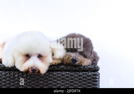 Zwei entzückende Pudel Hunde schlafen auf dem Tisch, während weiße Farbe einer Blick auf die Kamera auf weißem Hintergrund. Stockfoto