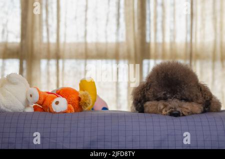 Liebenswert schwarz Pudel Hund schlafen nach dem Spielen mit vielen Spielzeug auf dem Bett. Stockfoto