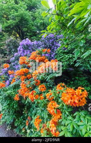 Azaleen in Bloom, Greenwich Park, Greenwich, London, England Stockfoto