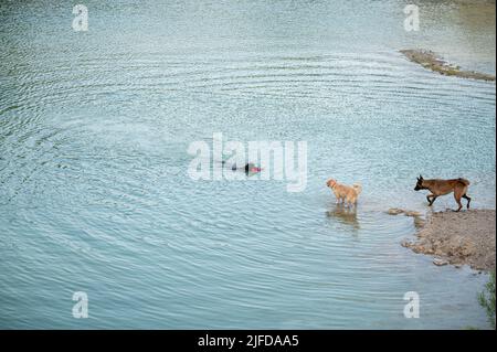 Die schwarze labrador Retriever-Hündin schwimmt mit einem Spielzeug im Mund und zwei anderen Hunden, die am Seeufer zuschauen. Stockfoto