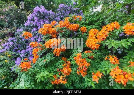 Azaleen in Bloom, Greenwich Park, Greenwich, London, England Stockfoto