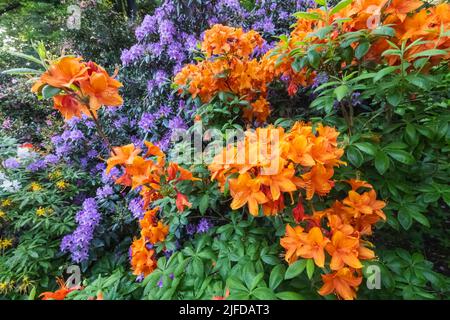 Azaleen in Bloom, Greenwich Park, Greenwich, London, England Stockfoto