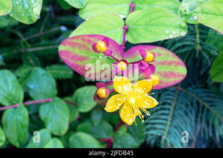 Detaillierte Aufnahme einer gelben Blume der Geißelbohne (Lonicera) Stockfoto