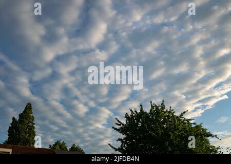 Großes Feld von Wellenwolken, bekannt als altocumulus undulatus Stockfoto