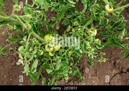 Grüne Tomaten im Garten. Gartenarbeit, Gemüsegarten, Landwirtschaft, ländlich Stockfoto