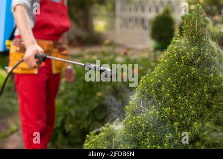 Gärtner, der mit einem Sprüher Insektiziddünger auf seine Thuja aufgibt. Stockfoto