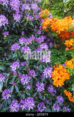 Azaleen in Bloom, Greenwich Park, Greenwich, London, England Stockfoto