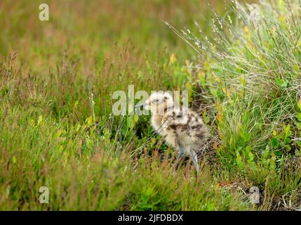 Selektiver Fokus eines jungen Curlew-Kükens, wissenschaftlicher Name: numenius arquata, in natürlichem Yorkshire-Moor-Habitat, nach links gerichtet. Curlews sind in ser Stockfoto