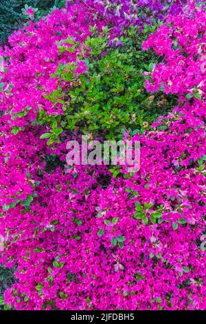 Azaleen in Bloom, Greenwich Park, Greenwich, London, England Stockfoto