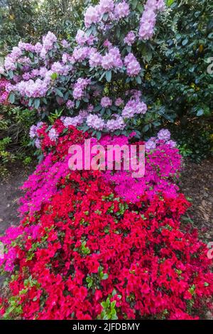Azaleen in Bloom, Greenwich Park, Greenwich, London, England Stockfoto