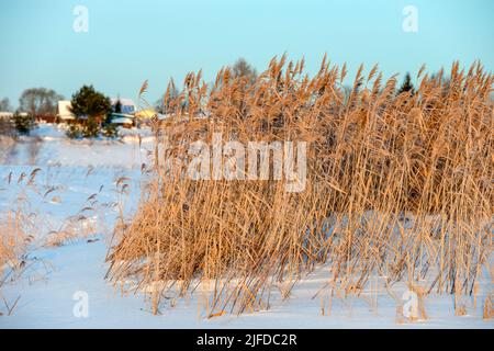 An einem Wintertag ist das Flussufer mit hohem, trockenem Gras in der Nähe des Dorfes überwuchert Stockfoto