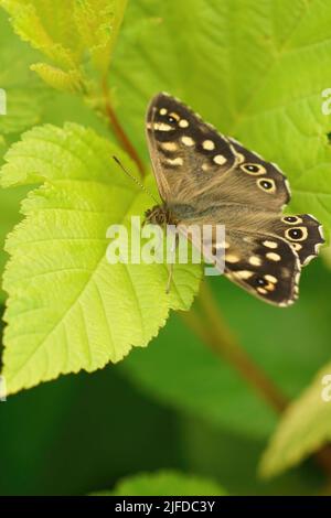 Vertikale Nahaufnahme auf einem braunen gesprenkelten Holz, Pararge aegeria , sitzend auf einem hellgrünen Laub im Garten Stockfoto