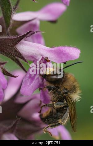 Vertikale Nahaufnahme einer Schwanzbiene, Anthophora furcata auf einer purpurnen Sumpfwürzeblume, Stachys palustris im Garten Stockfoto