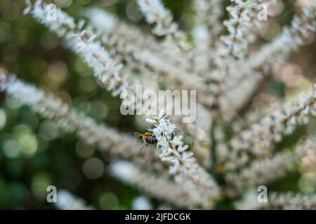 Blühende Cordyline australis, allgemein bekannt als Kohlbaum oder Kohlpalme. Weiße Blüten mit Knospen der Cordyline australis Palme, Nahaufnahme. Platz für Stockfoto